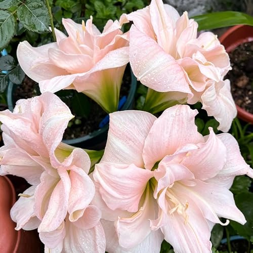 amaryllis 4zwiebeln bodendecker winterhart