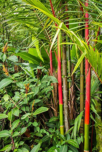 Lipstick Palm, Red Steal Wax Palm 5 Seeds (Cyrtostachys Renda)