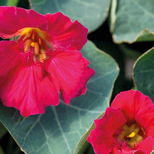 Nasturtium ‘Baby Deep Rose’ (Tropaeolum minusIndian, Indian Cress) Hardy Annual 1 Packet (25 Seeds) by Thompson and Morgan