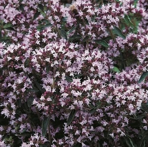 1 Pack of 500 SEEEDS Marjoram Pot (Origanum onites)
