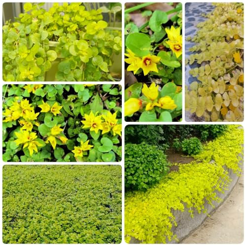 Semi di centella, semi di selvatiche Lysimachia nummularia, orto di aromatiche, biologici Le tappezzanti sono resistenti copertura del 50pcs
