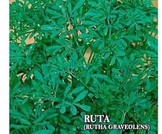 Semillas de Ruda para Casa Ruta Graveolens