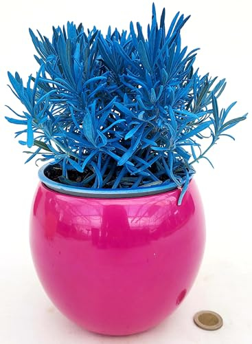 POWERS TO FLOWERS - LAVANDA COLOR LIFE BLU, IN VASO CERAMICA FUCSIA, VASO 14CM DIAMETRO, piante vere