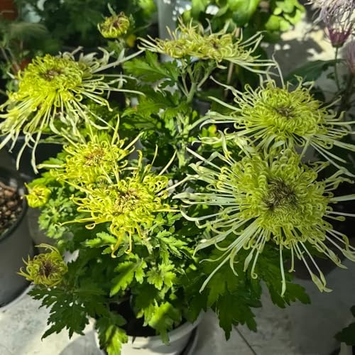 semi di crisantemo - esterno perenni resistenti decorativi tappezzanti giardino balcone 200pcs