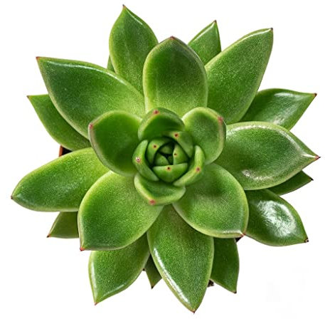 DECOALIVE Mini Planta Suculenta Echeveria Agavoides Planta Crasa Natural
