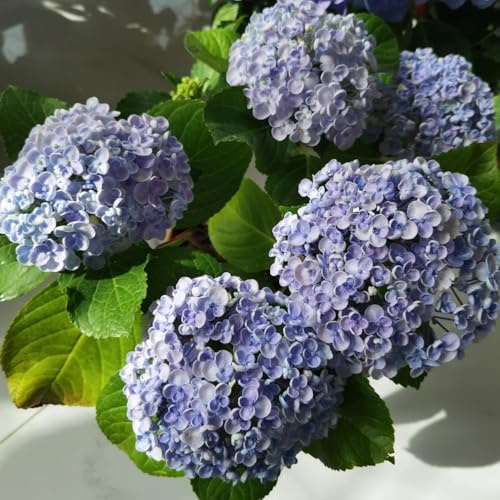 semillas de hortensia resistentes, balcón, jardín perenne, 450pcs