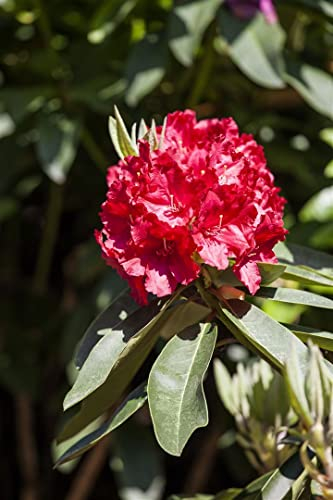 Rhododendron Hybr. 'Roter Korsar' 40-50 cm - Rhododendron, rote Blüten, Blütezeit Mai-Juni, ideal für Halbschatten, immergrün, winterhart