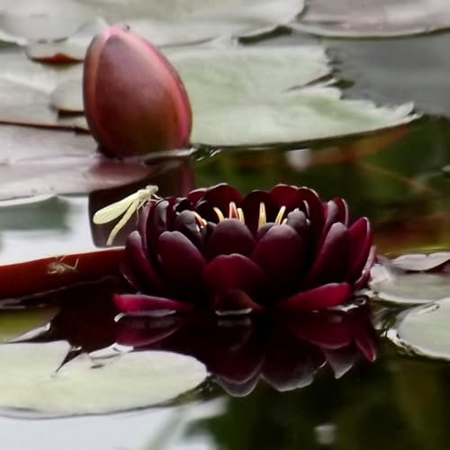 ANGEBOT : Teichpflanzen Seerosen : vercheden Sorten winterhart Pflanztiefe bis 30 cm (Bild 2: Black Princess)