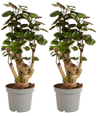 Bloomique - 2er Set - Polyscias Fabian - Aralie - Zimmerpflanzen - Pflegeleicht - Luftreinigend - Höhe 30-40 cm - Topf 12 cm