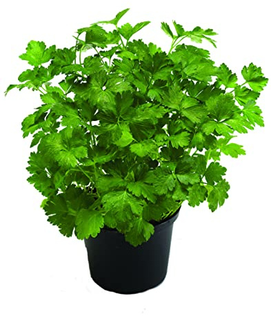 Perejil Planta Natural de Exterior muy Utilizada en la Cocina