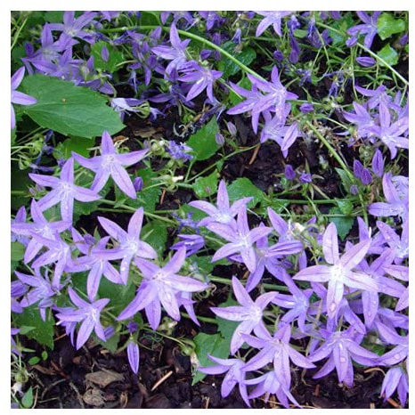 Campanula Poscharskyana Fleur vivace Campanule serbe 50 grani