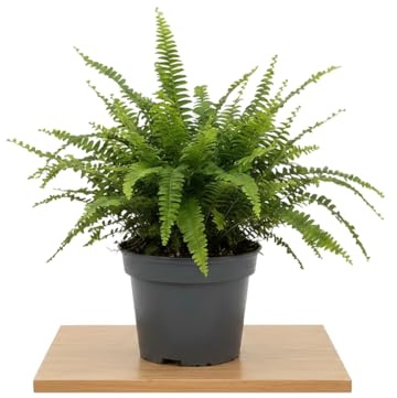 Helecho de Interior Fácil de Cuidar Nephrolepis Exaltata DECOALIVE 12 Centímetros de Diámetro Planta Natural y Decorativa