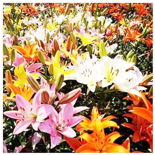 Bulbi di Giglio | Freschi, Eleganti, Dolci, Robusti, Adattabili, Puri, Graziosi-3 bulbi