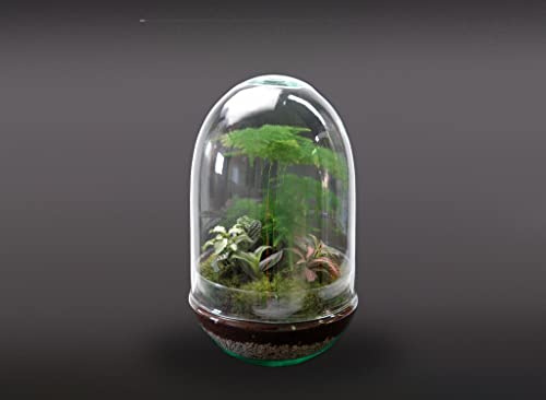 Garden Center Shop | Terrario Jungle Grupe 30 × 17 cm | Micro Ecosistema Tropical en Cristal | Decoración Viva Premium para Interiores y Escritorios