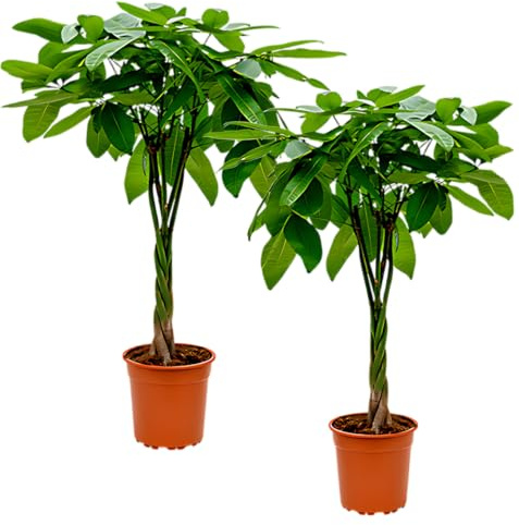 Glückskastanie | 3er-Set | Pachira | ca. 40-50 cm | ø 12-15cm Topf | Pflegeleichte Zimmerpflanzen für Wohnung und Büro | Qualität vom Pflanzen Profi | Ideale Raumbegrünung