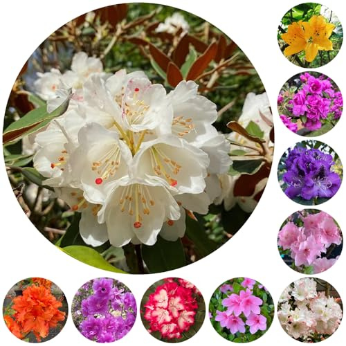 semillas de rododendro, azalea resistente, balcón raras decoración jardín 250pcs