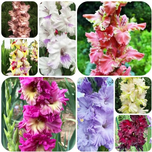 8bulbos de gladiolos sostenibles rizoma decoración de jardín