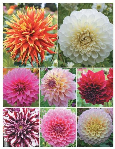 Dahlia Plants for Sale,Dahlia Bulbs Mix,Dahlia Plants Bulbs/Good for Containers/Greening Flower/Natural Organic/Cut Flowers/Wedding Flowers-10bulbs-C