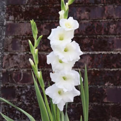 gladioli bulbi di riverdimento precoce tetti resistenti balcone resistenti ufficio balcone letti elevati bonsái 10pcs