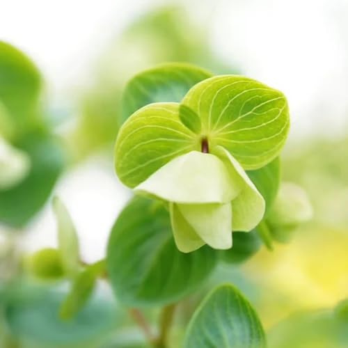 semi di origano biologico, tradizionali, giardino, selvatici 100pcs