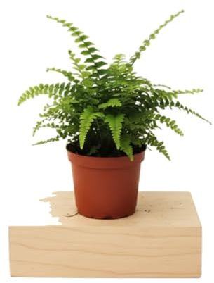 Nephrolepis Exaltata 12 cm Maceta 25 cm Altura | Helecho de Boston DECOALIVE para Salón y Oficina