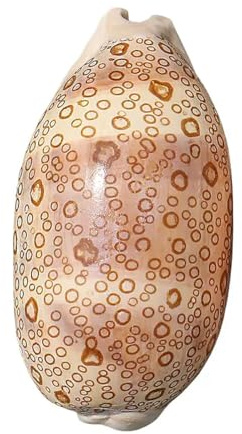 Grand coquillage naturel de la plage de la mer, Coquillages 6-9 cm spécimen escargot naturellement beau for fête mariage décorations for la maison accessoires(8~9cm)