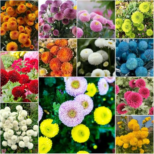 semi di crisantemo interno insolito Pompón de crisantemo jardín 180pcs