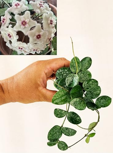 POWERS TO FLOWERS - HOYA MATHILDE SPLASH,vaso 9cm diametro, pianta vera
