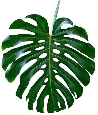 120 piezas semillas resistentes de monstera semillas interior resistentes al invierno para contenedores, jardín de exóticas