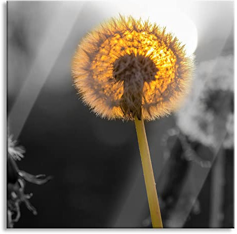 Pixxprint Glasbild, Wandbild auf Echtglas, Pusteblumen beim Sonnenuntergang, 40x40 cm, inkl. Aufhängung und Abstandshalter
