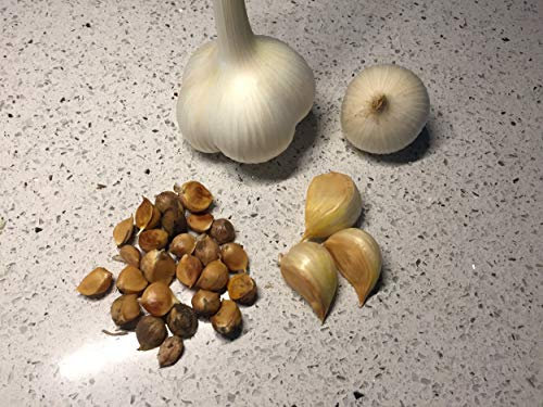 Graines de cormes de démarrage d'ail d'éléphant authentiques avec méthode de culture facile