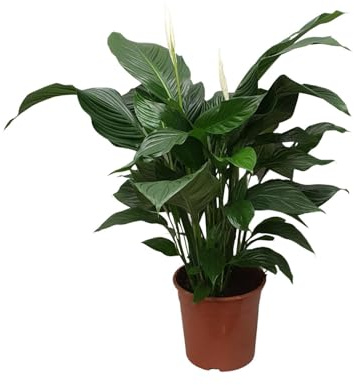 Spathiphyllum Süße Silvana - 70-80cm - Ø24cm - Zimmerpflanze - Blühende Zimmerpflanze