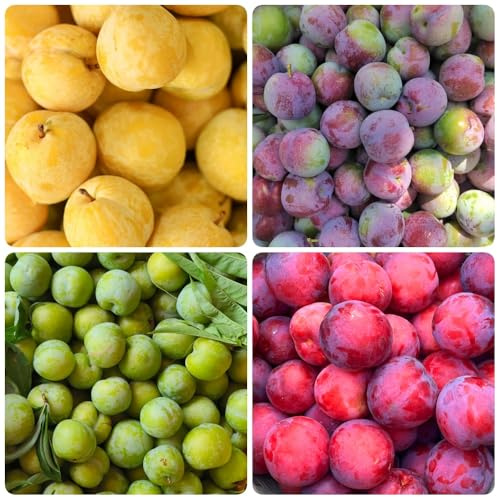 Pflaumenbaum Kaufen, Prunus salicina, garten, obstgarten obstsamen balkonpflanzen säulenobst 60Samen