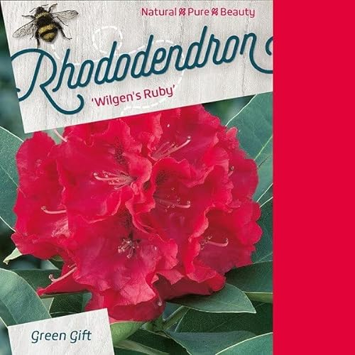 Rododendro 'Wilgen's Ruby' - Rododendro 'Willow's Ruby' - 40-50_C