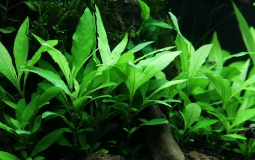 AquaOne Aquarium Pflanze Hygrophila Siamensis I Wasserpflanze Aquariumpflanze Stängelpflanze voll durchwurzelt einfach pflegeleicht Aquascaping Dekoration