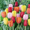 Tulipán bulbos,Mezcla de bulbos de tulipán,flores herbáceas Perennes,Bulbos de primavera,tulipán Raro,bulbos de tulipán,muy Ornamentales,Tulip Bulbs,Extremadamente resistentes.-25bulbos-C