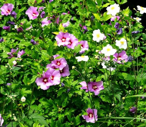 Straucheibisch – Hibiscus syriacus – 20 Samen | Mehrjähriger | Winterharter | Verholzender Strauch | Exotischer Blütenstrauch