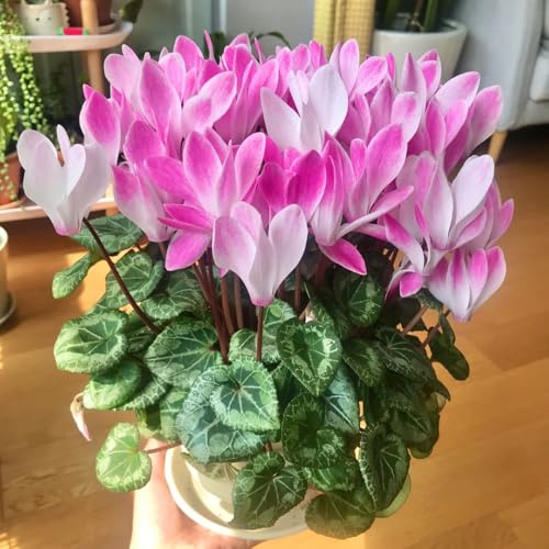 Alpenveilchen, stauden winterhart mehrjährig Cyclamen persicum, balkonpflanzen winterharte für garten 250Samen