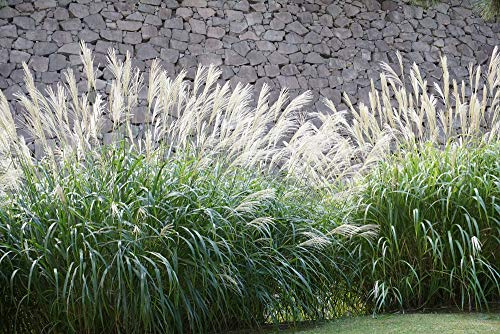 3 x Miscanthus sinensis 'Kleine Fontäne' im 1 Liter Topf (Ziergras/Gräser/Winterhart/Mehrjährig/Staude) Chinaschilf - Eine kompakte Schönheit voller Dynamik - von Stauden Gänge