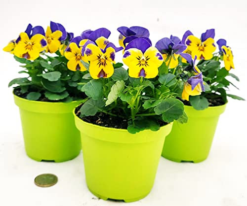POWERS TO FLOWERS - VIOLE DEL PENSIERO, VIOLA A FIORE PICCOLO GIALLO/VIOLA, 3 PIANTE, Vaso 10,5cm diametro, piante vere