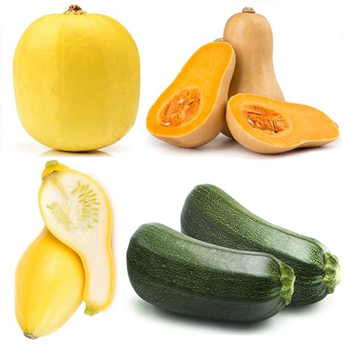 Squash Seeds Variety Pack for Planting – 4 Heirloom Non-GMO Varieties: Black Beauty Zucchini, Spaghetti, Butternut, Crookneck – Easy to Grow Summer & Winter