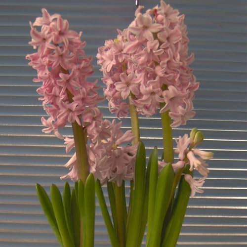 Radice di giacinto: resistente al freddo e alla siccità, rizoma robusto, vitalità vigorosa.-2 Rizoma-E