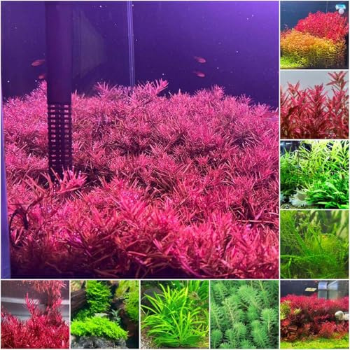 acquatiche che coprono il suolo - semi di ufficio giardino resistenti semi acquatici balcone resistenti bonsái 1000pcs