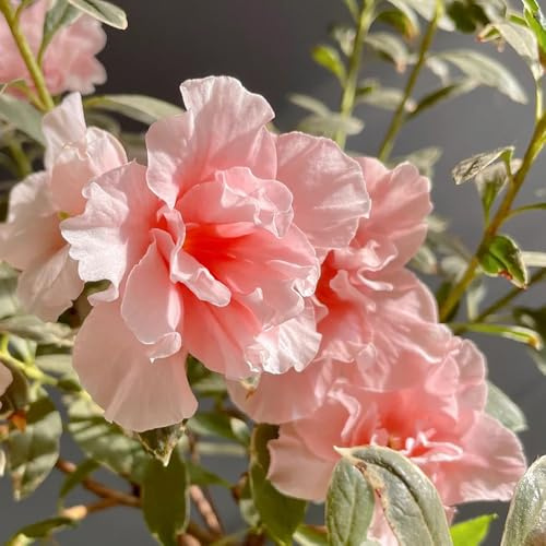 Semi di rododendro, Le perenni sono resistenti azalea resistenti, giardino 150pcs