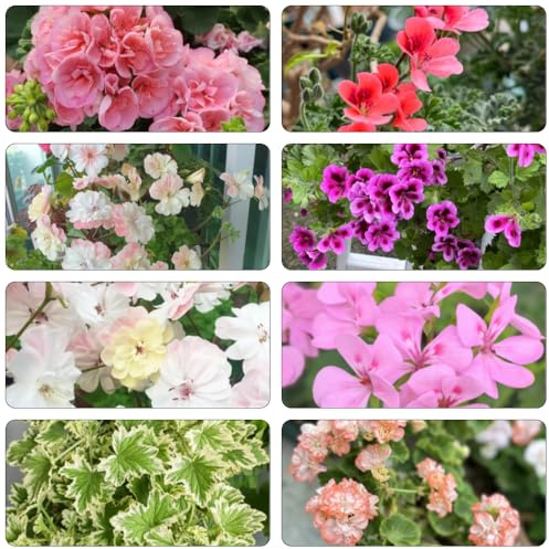 geranien bonsai topf blumenwiesensaat gartenkräuter exotische zimmerpflanzen schmetterlingsflieder mehrjährige rankpflanze schnittblumen wildkräuter topfpflanzen echt balkonpflanze 150samen