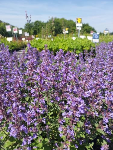 3 blaue Katzenminzen Rosenbegleiter Katzenfreund Nepeta