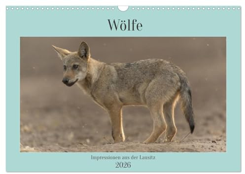 Wölfe, Impressionen aus der Lausitz (Wandkalender 2026 DIN A3 quer), CALVENDO Monatskalender: Ein kleines Portfolio meiner schönsten Bilder von ... der wunderschönen Lausitz. (CALVENDO Tiere)