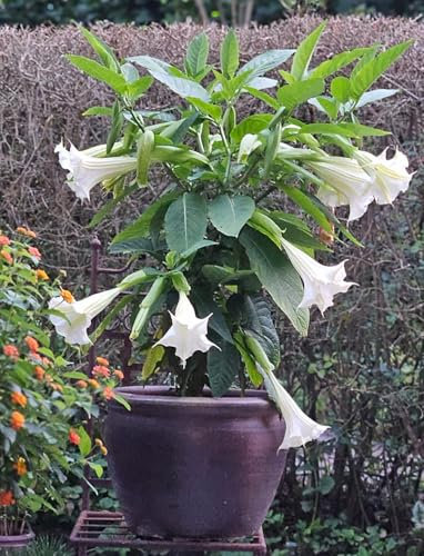 Seedeo® Engelstrompete weiß-hängend - Brugmansia suaveolens 10 Samen