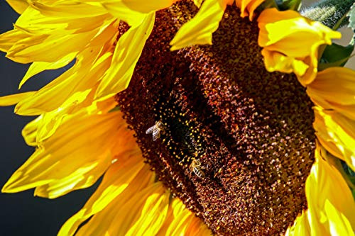 Sonnenblumen 30 Samen der SorteTall single Höhe : bis zu 3 m