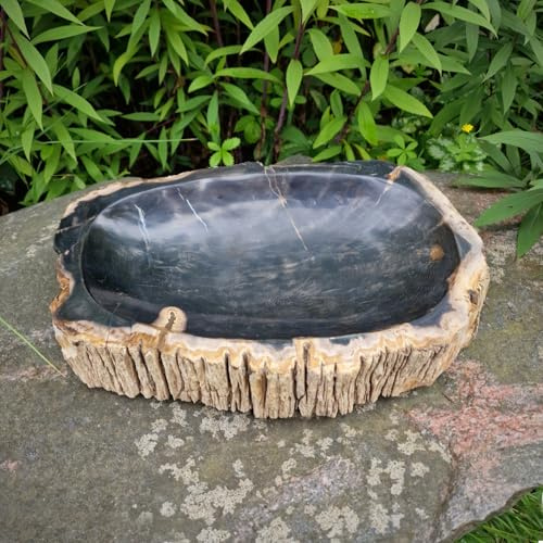 Budawi® Dekoschale versteinertes Holz Fossiles Holz Unikat | poliert geschliffen | Fossil Deko Schale | 5 kg